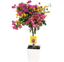 Bougainvillea pe trunchi cu flori roz și galbene într-un ghiveci alb.