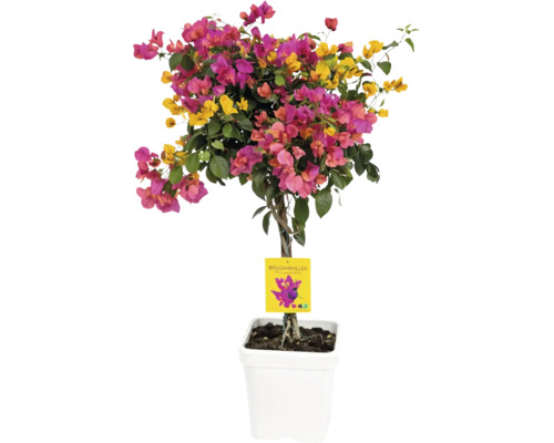 Bougainvillea pe trunchi cu flori roz și galbene într-un ghiveci alb.