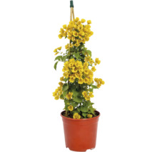 Bougainvillea galbenă în ghiveci de plastic cu suport de bambus.