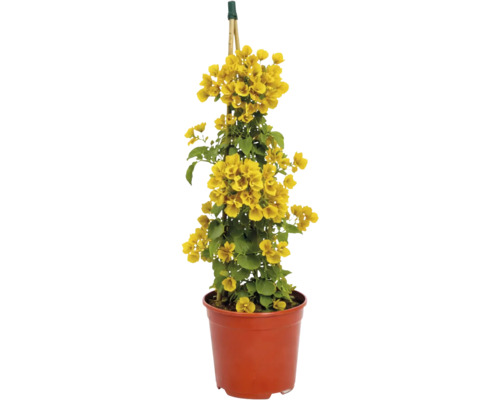 Bougainvillea galbenă în ghiveci de plastic cu suport de bambus.