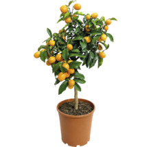 Arbust de kumquat în ghiveci din plastic maro cu fructe portocalii coapte și frunze verzi.