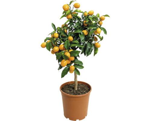 Arbust de kumquat în ghiveci din plastic maro cu fructe portocalii coapte și frunze verzi.