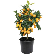 Plantă de kumquat Citrus japonica în ghiveci negru cu multe fructe portocalii și frunze verzi.