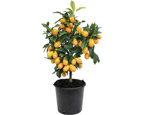 Plantă de kumquat Citrus japonica în ghiveci negru cu multe fructe portocalii și frunze verzi.