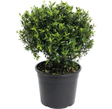 Plantă perenă Ilex crenata în ghiveci de plastic negru