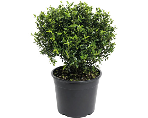 Plantă perenă Ilex crenata în ghiveci de plastic negru