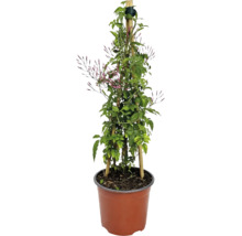 Iasomie de cameră Jasminum polyanthum cu muguri pe suport de bambus în ghiveci.