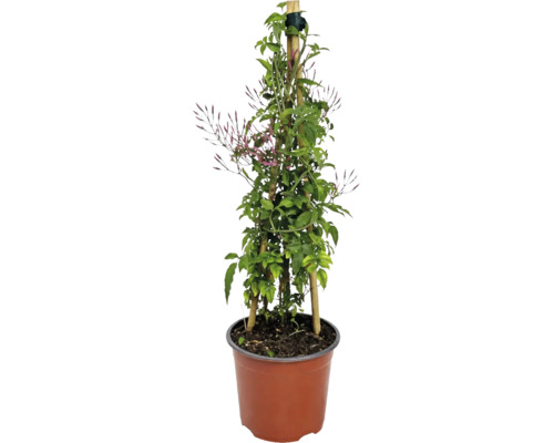 Iasomie de cameră Jasminum polyanthum cu muguri pe suport de bambus în ghiveci.