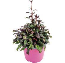 Ajuga reptans cu frunze texturate verde închis și violet într-un ghiveci roz.