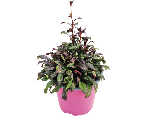 Ajuga reptans cu frunze texturate verde închis și violet într-un ghiveci roz.