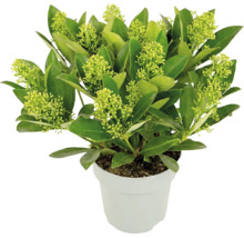 Skimmia japonica White Globe cu muguri de flori verde deschis în ghiveci alb.