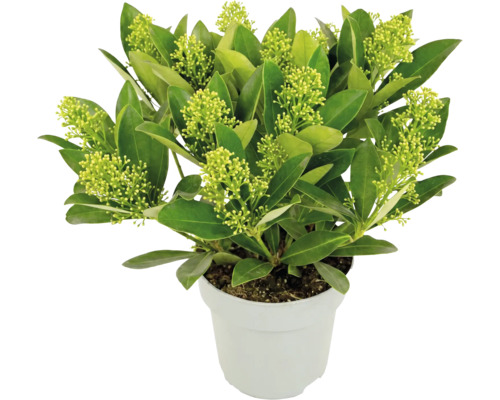 Skimmia japonica White Globe cu muguri de flori verde deschis în ghiveci alb.