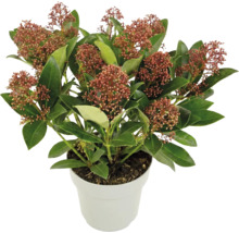 Skimmia japonica în ghiveci, arbust cu frunze persistente, muguri roșii și frunze verzi.