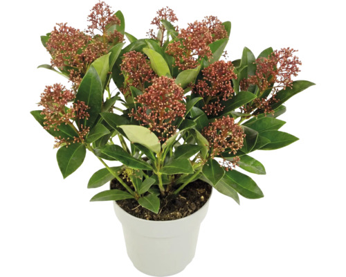 Skimmia japonica în ghiveci, arbust cu frunze persistente, muguri roșii și frunze verzi.