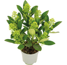 Skimmia japonica în ghiveci alb cu frunze verzi și boboci verzi deschis.