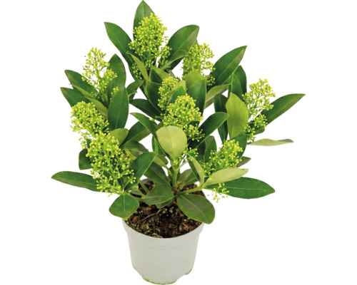 Skimmia japonica în ghiveci alb cu frunze verzi și boboci verzi deschis.