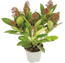 Skimmia japonica cu frunze verzi și muguri roșiatici într-un ghiveci alb.