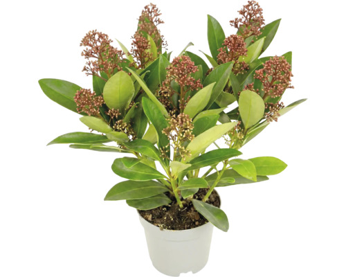 Skimmia japonica cu frunze verzi și muguri roșiatici într-un ghiveci alb.