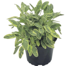 Plantă de salvie la ghiveci cu frunze variegate.