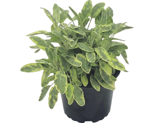 Plantă de salvie la ghiveci cu frunze variegate.