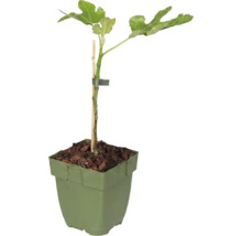 Plantă tânără de smochin în ghiveci verde cu mulci de scoarță și suport de lemn.