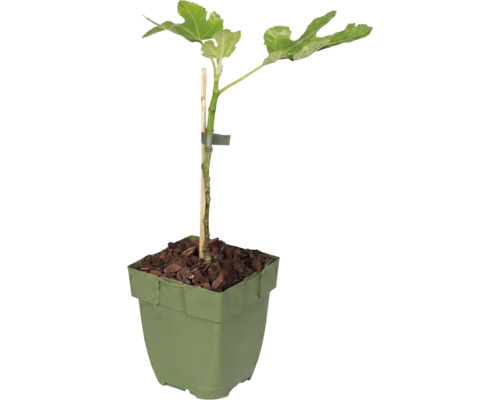Plantă tânără de smochin în ghiveci verde cu mulci de scoarță și suport de lemn.
