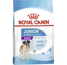 Hrană pentru câini Royal Canin Junior Giant pentru câini de talie gigant peste 45 kilograme cu vârsta între 8 și 18 sau 24 luni cu un bernardin.