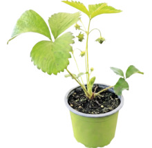 Plantă tânără de căpșun cu frunze verzi și muguri într-un ghiveci cu pământ.