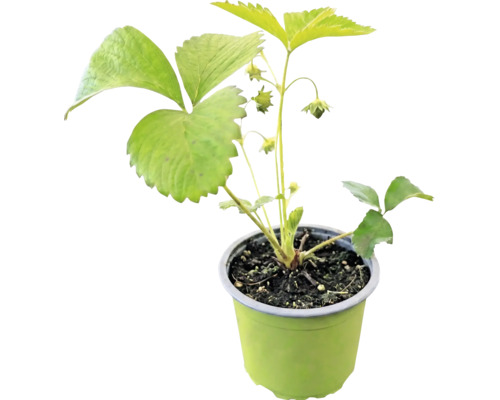Plantă tânără de căpșun cu frunze verzi și muguri într-un ghiveci cu pământ.