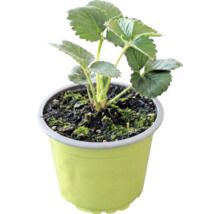 Plantă tânără de căpșun în ghiveci de plastic verde cu pământ negru.