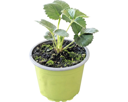 Plantă tânără de căpșun în ghiveci de plastic verde cu pământ negru.
