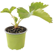 Plantă tânără de căpșuni cu frunze verzi într-un ghiveci de plastic verde deschis.