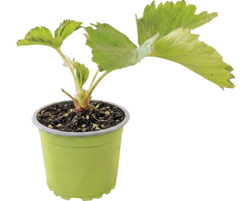 Plantă tânără de căpșuni cu frunze verzi într-un ghiveci de plastic verde deschis.