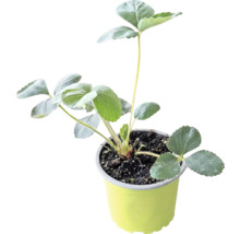 Plantă de căpșuni cu frunze verzi într-un ghiveci de plastic galben cu pământ.