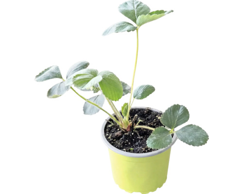 Plantă de căpșuni cu frunze verzi într-un ghiveci de plastic galben cu pământ.