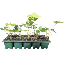 Răsaduri tinere de căpșuni într-o tăviță verde de cultură cu pământ și mici flori albe.