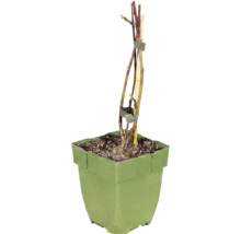 Plantă tânără într-un ghiveci pătrat din plastic verde, cu un țăruș de susținere din lemn.