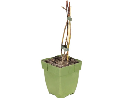 Plantă tânără într-un ghiveci pătrat din plastic verde, cu un țăruș de susținere din lemn.