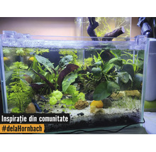 Acvariu cu diverse plante acvatice, un melc pe nisip deschis la culoare și pietre decorative.