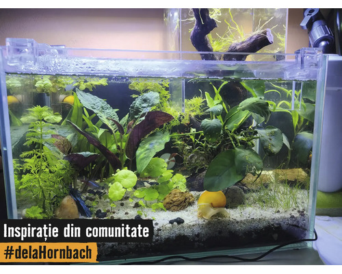 Acvariu cu diverse plante acvatice, un melc pe nisip deschis la culoare și pietre decorative.