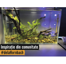 Acvariu dreptunghiular din sticlă, amenajat luminos cu plante acvatice, rădăcini, pietriș, filtru interior și termometru.