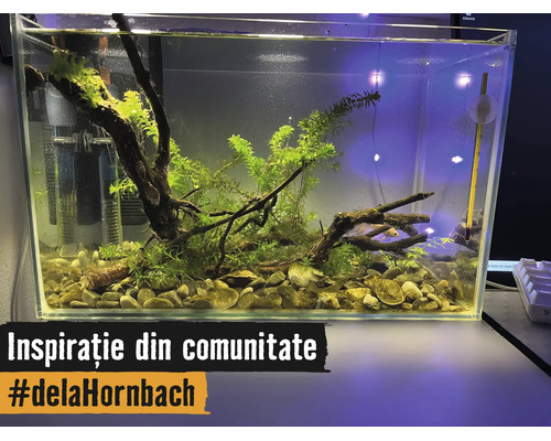 Acvariu dreptunghiular din sticlă, amenajat luminos cu plante acvatice, rădăcini, pietriș, filtru interior și termometru.