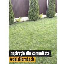 Grădină îngrijită cu gazon verde, tuia de formă conică și arbuști mici în fața unui gard metalic maro.