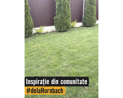 Grădină îngrijită cu gazon verde, tuia de formă conică și arbuști mici în fața unui gard metalic maro.