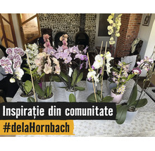 Mai multe orhidee de diferite culori în ghivece pe o masă, plante de interior pentru decorarea casei.