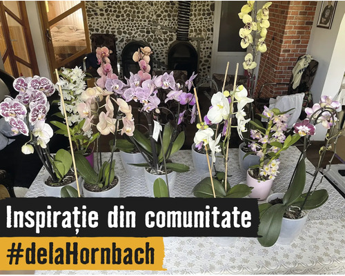 Mai multe orhidee de diferite culori în ghivece pe o masă, plante de interior pentru decorarea casei.