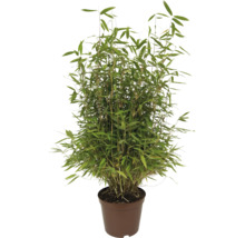 Plantă de bambus cu frunze verzi dese într-un ghiveci de plastic maro.