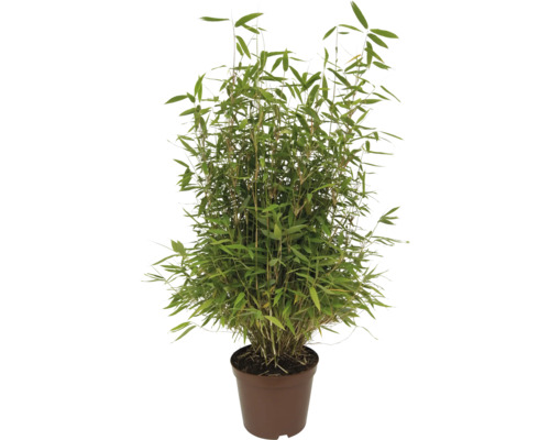 Plantă de bambus cu frunze verzi dese într-un ghiveci de plastic maro.
