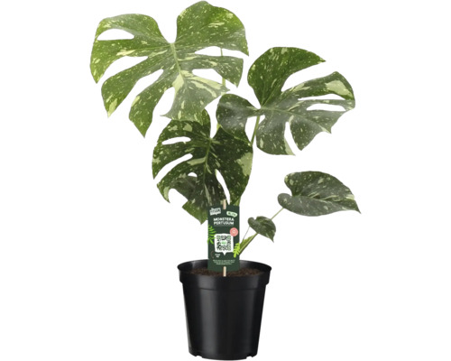 Monstera FloraSelf Monstera deliciosa 'Thai Constellation' ghiveci Ø 19 cm buc