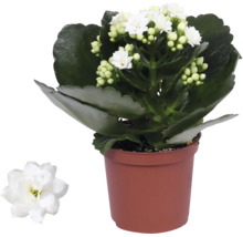 Kalanchoe, plantă de interior cu flori albe și frunze verzi cărnoase într-un ghiveci de plastic.